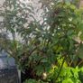 plant raspberry and fuchsia Image 5