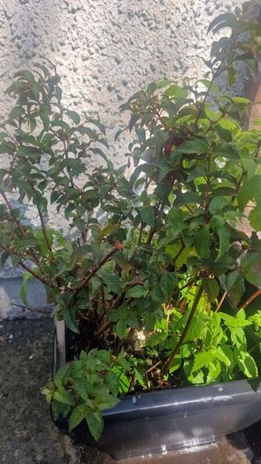 plant raspberry and fuchsia