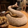 Stuffed diamond back rattle snake Image 3