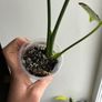 Monstera Yellow Marilyn Image 3