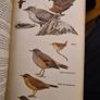 Birds Of Britain And Europe. The Hamlyn Guide. By Bertel Bruun. Illustrated By Arthur Singer. 516 Birds In Colour & 448 Maps. Paperback In FAIR CONDITION. 32.. Image 10