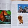 Dogs - Friends for Life Image 7