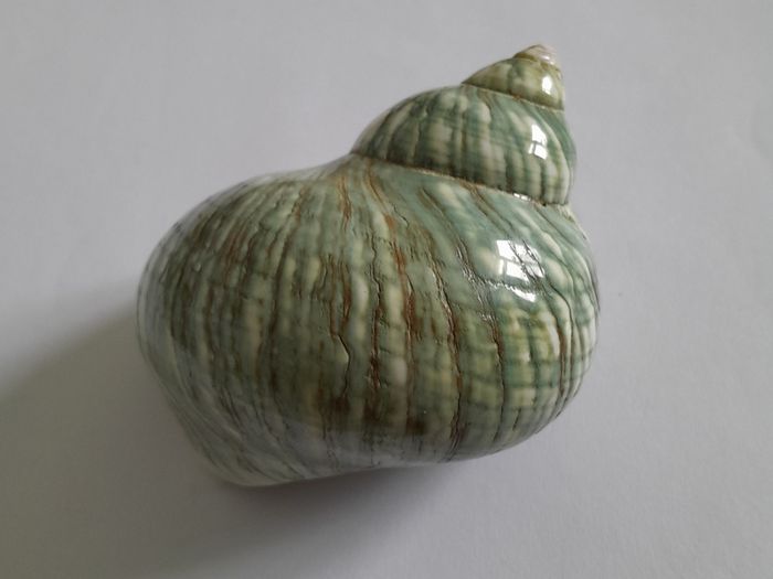 Polished -  'Jade Turbo' -  Shell