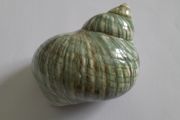 Polished -  'Jade Turbo' -  Shell
