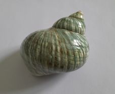 Polished -  'Jade Turbo' -  Shell