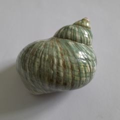 Polished -  'Jade Turbo' -  Shell