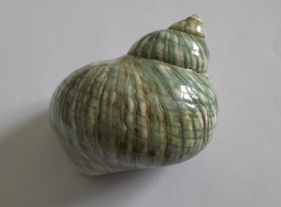Polished -  'Jade Turbo' -  Shell