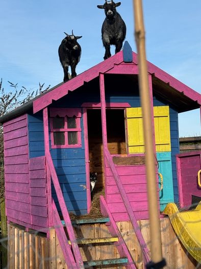 2 female pygmy goats