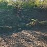 Free Topsoil Image 2