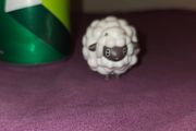 Pokemon Wooloo Figure