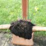 Antique Taxidermy Buffalo Horns (40") Image 2