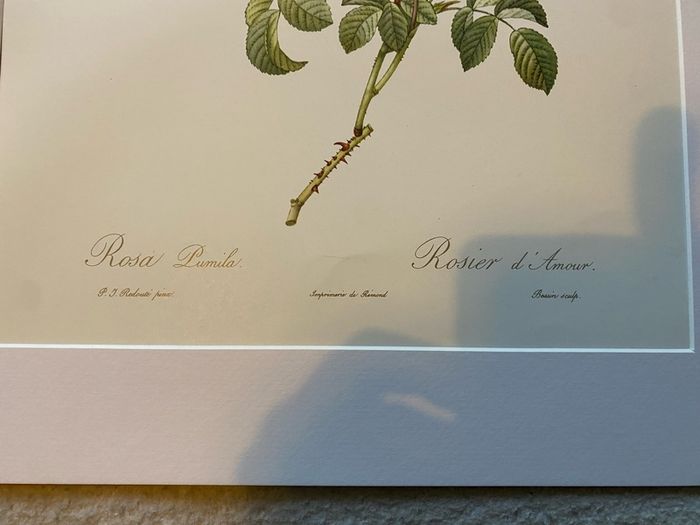unframed Ariel press poster 1989 of roses