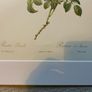 unframed Ariel press poster 1989 of roses Image 4
