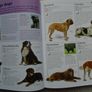 How to train a superdog, Gwen Bailey,Hardback book, Books,Non fiction Image 5