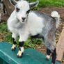 Pedigree Pygmy Goats Image 2