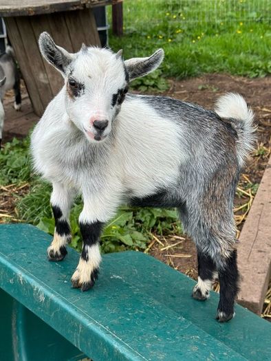 Pedigree Pygmy Goats