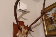 Antlers