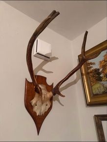 Antlers