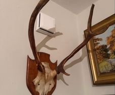 Antlers