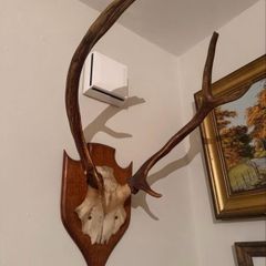 Antlers