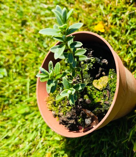8-Piece Plant & Shrub Set incl. Fresh Mint
