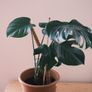 Large Houseplant Collection: 4 Monsteras, Rubber Tree & Giant Bird of Paradise Image 2