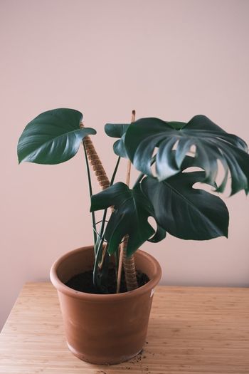 Large Houseplant Collection: 4 Monsteras, Rubber Tree & Giant Bird of Paradise