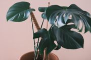 Monstera Deliciosa (Swiss Cheese Plant) in Terracotta Pot
