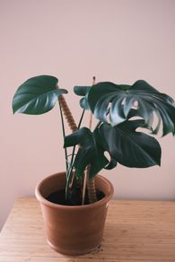 Monstera Deliciosa (Swiss Cheese Plant) in Terracotta Pot