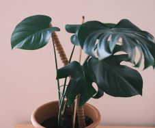 Monstera Deliciosa (Swiss Cheese Plant) in Terracotta Pot