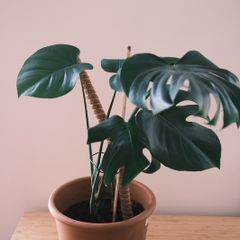 Monstera Deliciosa (Swiss Cheese Plant) in Terracotta Pot