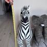 Safari animals to go together Image 2