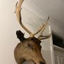 Antique Stags head Image 3