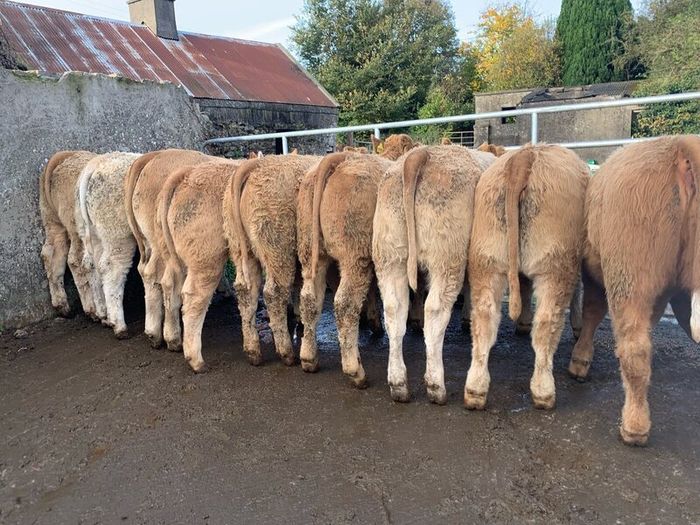 35 super 380kg charlaois heifers