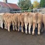 24 super 380kg charlaois heifers Image 2