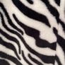 Forever Unique Zebra Print Faux Fur Coat - Size 12 - Like new Image 5