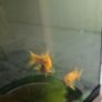 Fish tank Image 3