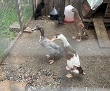 ducklings