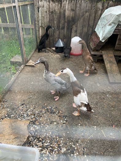 ducklings