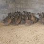 Khaki Campbell Female Ducks Image 5