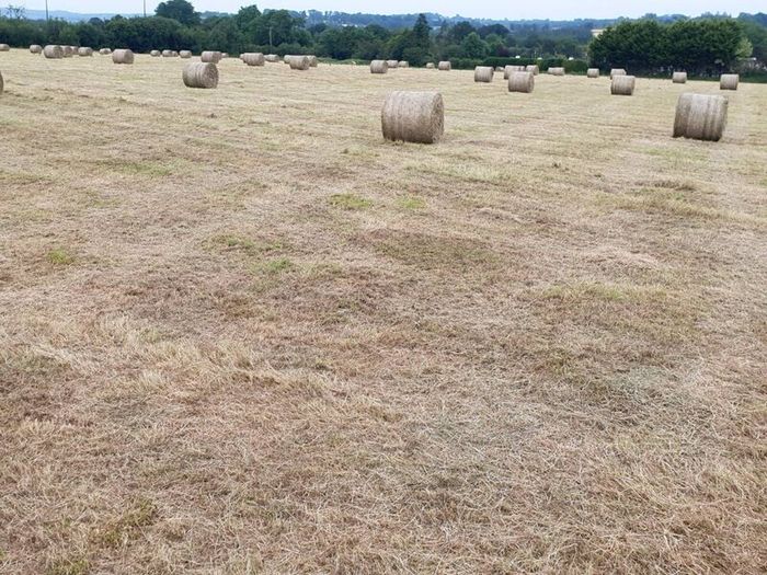 Hay