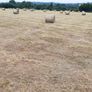 Hay Image 2