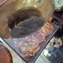 Beautiful Antique Brass Ink Holder with Insert and Drip Tray, Postage Available or Collection Image 8