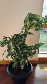 Dieffenbachia - Dumb can
