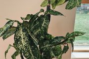 Dieffenbachia - Dumb can