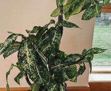 Dieffenbachia - Dumb can