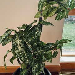 Dieffenbachia - Dumb can