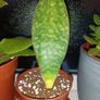 Sansevieria Whale Fin Plant Image 6