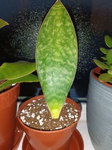 Sansevieria Whale Fin Plant