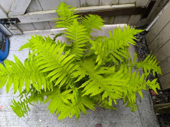 garden plants